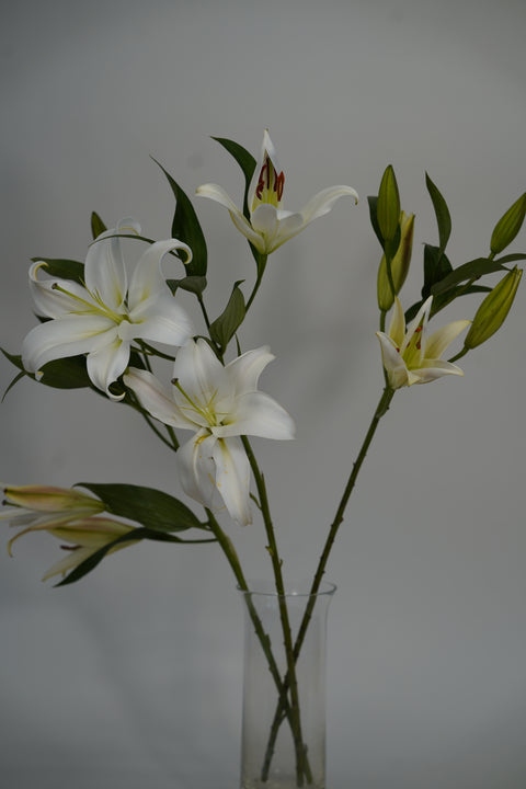 Oriental Lily Singles