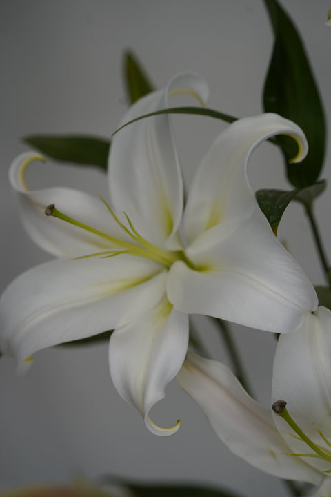 Oriental Lily Singles