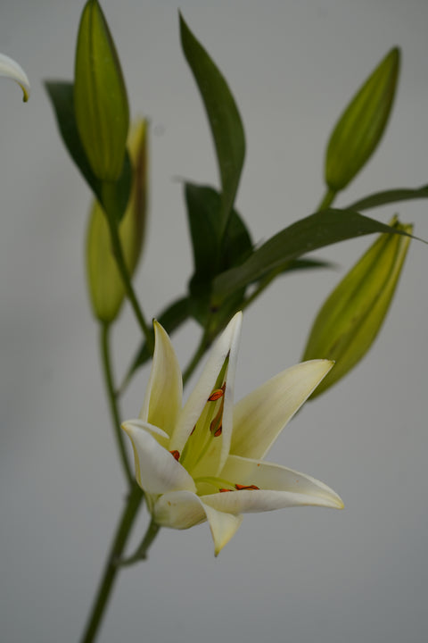 Oriental Lily Singles