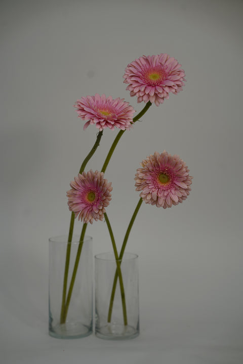 Gerbera Singles